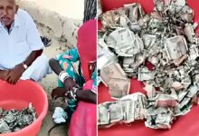 Rajasthan Farmer: நிலத்தில் புதைத்து வைத்த 5 லட்சம் ரூபாய்! கரையான்கள் தின்ற சோகம்!