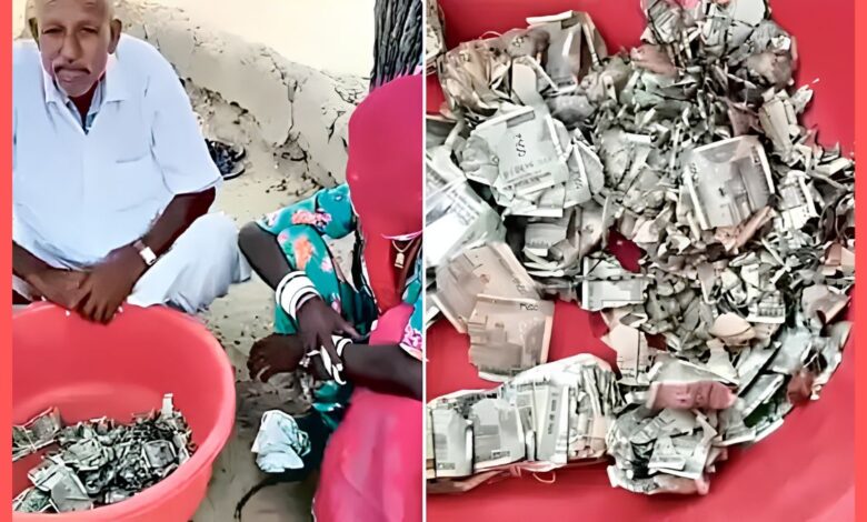 Rajasthan Farmer: நிலத்தில் புதைத்து வைத்த 5 லட்சம் ரூபாய்! கரையான்கள் தின்ற சோகம்!